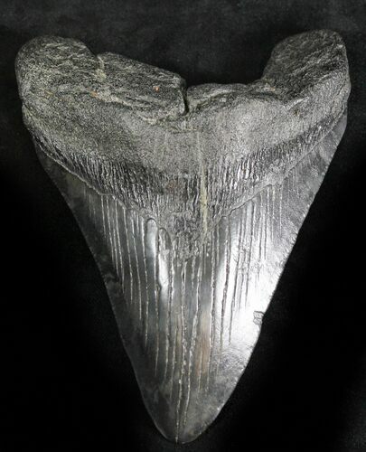 Bargain Megalodon Tooth - South Carolina #28474